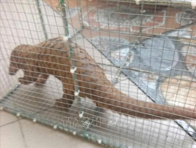 The Javan pangolin found in Quang Tri province is handed over to forest rangers. (Photo published by VNA) te-te-java-quang-tri-2493.jpg