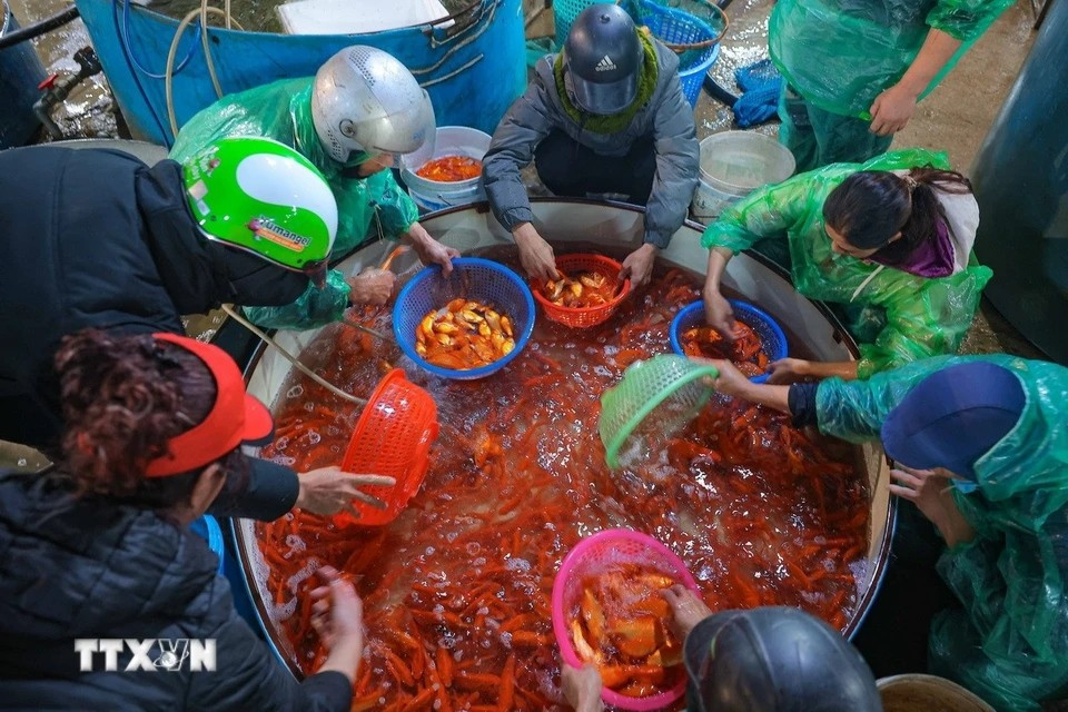 Vendors at Yen So Fish Market are busy sorting out carps in preparation for the festival. (Photo: VNA)