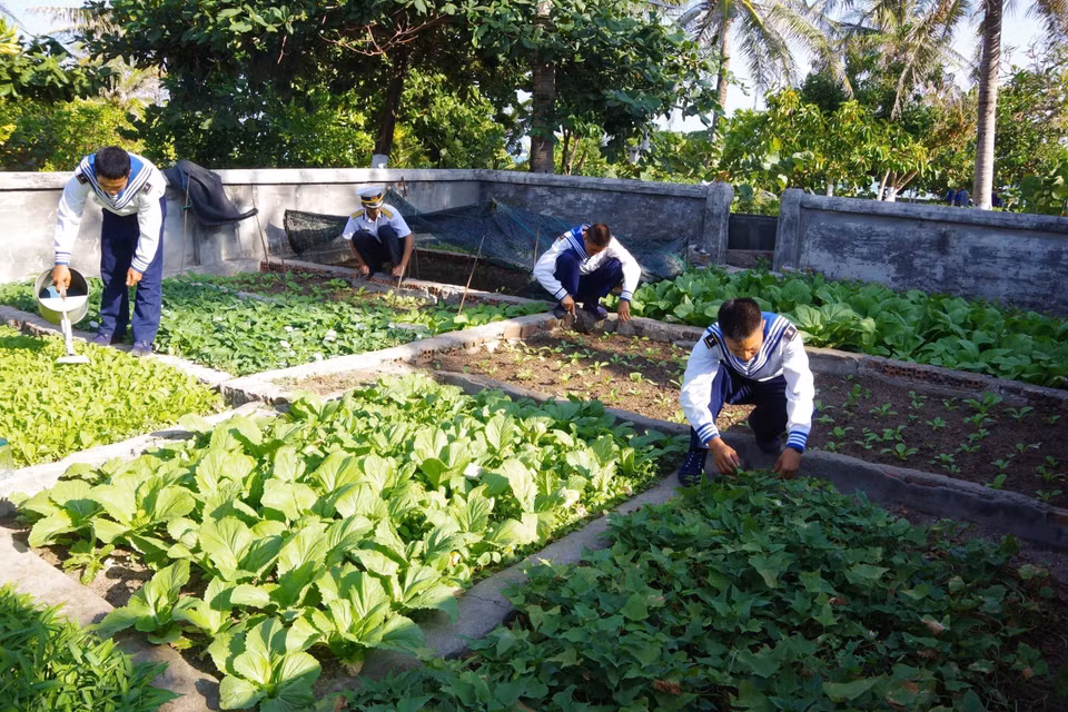 Officers and soldiers of the Naval Region 4 Command engage in self-sustaining production. (Photo: Published by VNA)