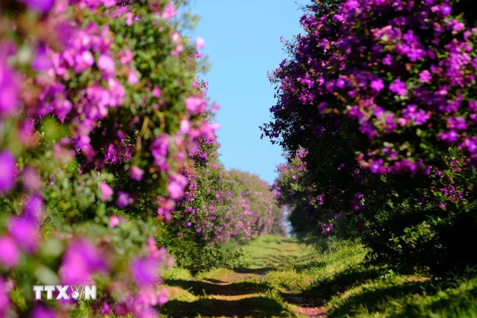 A vibrant row of melastoma flowers adds colour to a tea hill in Village 7 (Dam B’ri commune, Bao Loc city, Lam Dong province). (Photo: VNA)