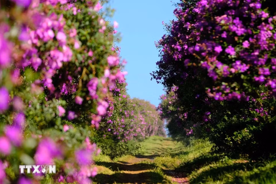 A vibrant row of melastoma flowers adds colour to a tea hill in Village 7 (Dam B’ri commune, Bao Loc city, Lam Dong province). (Photo: VNA)