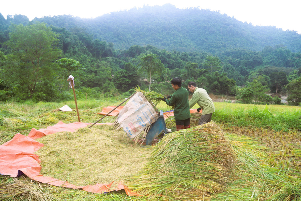Thai people thresh rice with simple tools and dry it under the sun in the Pu Huong mountains. (Photo: VNA)
