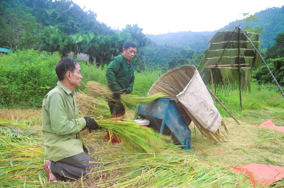 Most harvesting, transporting, and threshing work is done manually due to difficult terrain, which prevents mechanised farming on terraced fields. (Photo: VNA)