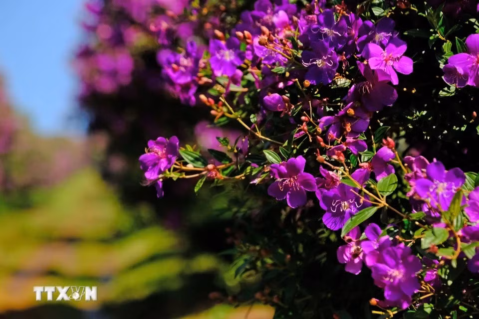 The Thai variety of purple melastoma flowers can bloom for up to a month, making them ideal for weekend visits. (Photo: VNA)
