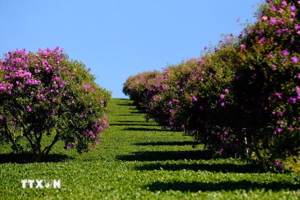 Rows of Thai melastoma flowers are planted along pathways between the tea hills, creating a stunning landscape. (Photo: VNA)