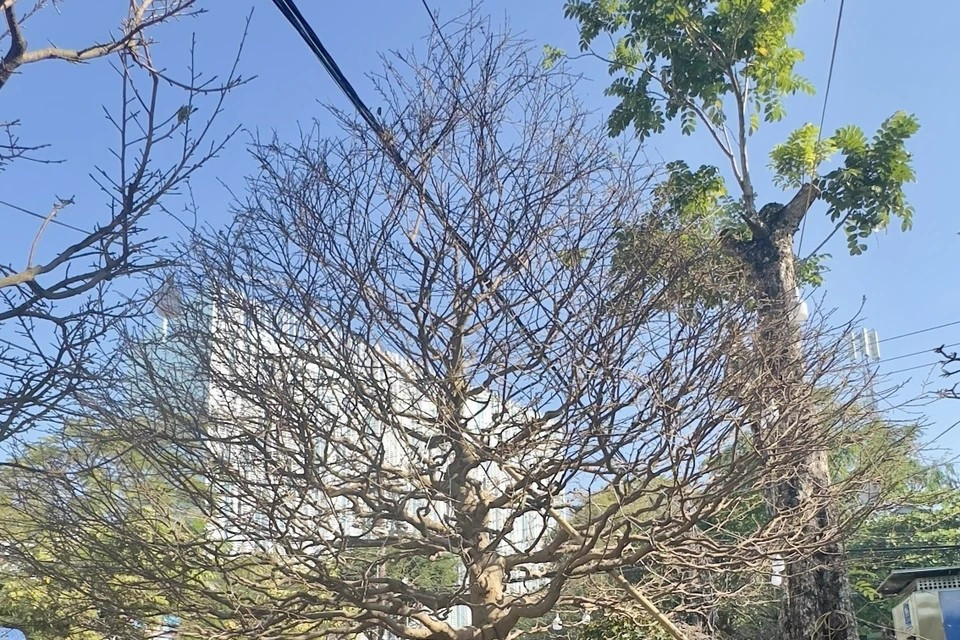 Another towering yellow apricot tree, 5 meters tall, is priced at some 71,000 USD. (Photo: VNA)