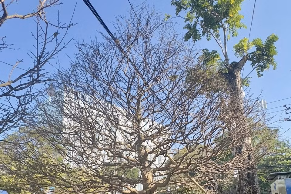 Another towering yellow apricot tree, 5 meters tall, is priced at some 71,000 USD. (Photo: VNA)