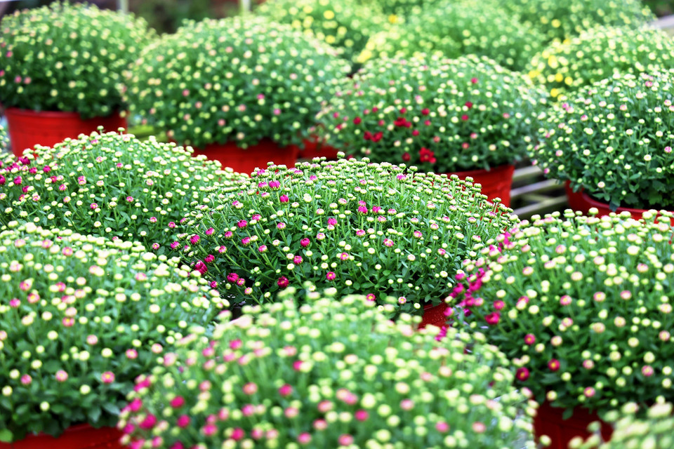 Pots of garden mums bud, ready to burst into full bloom for Tet. (Photo: VNA)