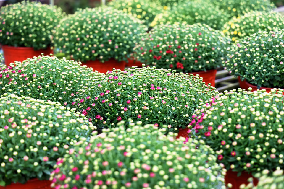 Pots of garden mums bud, ready to burst into full bloom for Tet. (Photo: VNA)