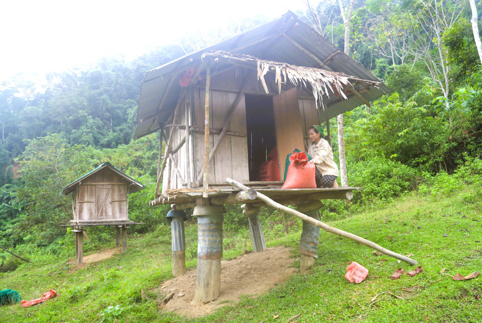 Once the rice is sun-dried, it is packed into sacks and carried to wooden granaries located separately from residential areas for storage and preservation. (Photo: VNA)