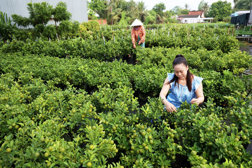 Le Thi Ngoc Phuong (in blue), owner of an ornamental farm in Sa Dec, tends to kumquat pots in preparation for Tet holiday. (Photo: VNA)