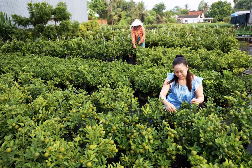 Le Thi Ngoc Phuong (in blue), owner of an ornamental farm in Sa Dec, tends to kumquat pots in preparation for Tet holiday. (Photo: VNA)