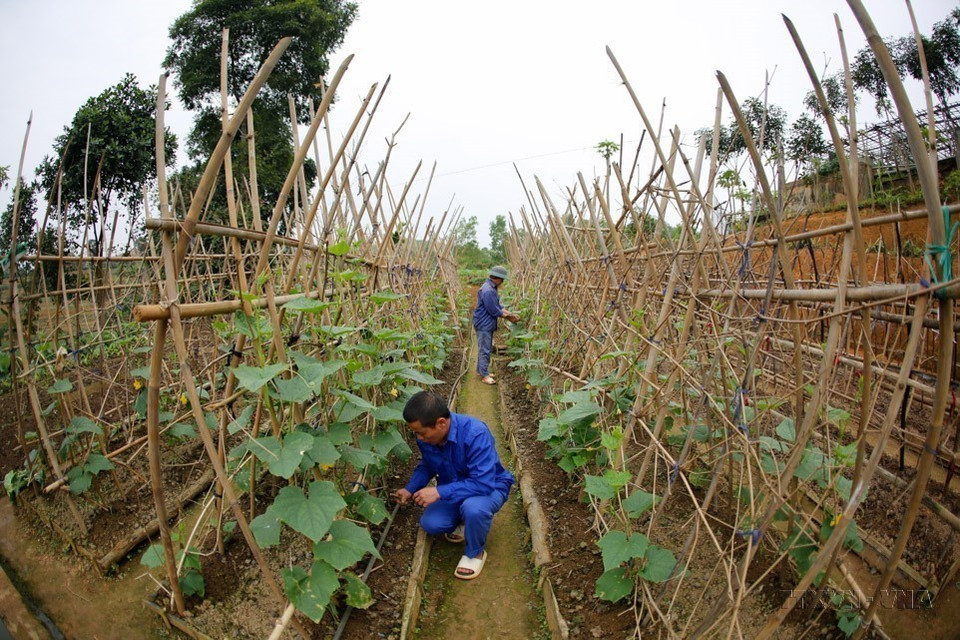 Residents at the Yen Bai Drug Rehabilitation Centre participate in agricultural production. (Photo: Tuan Anh – VNA)