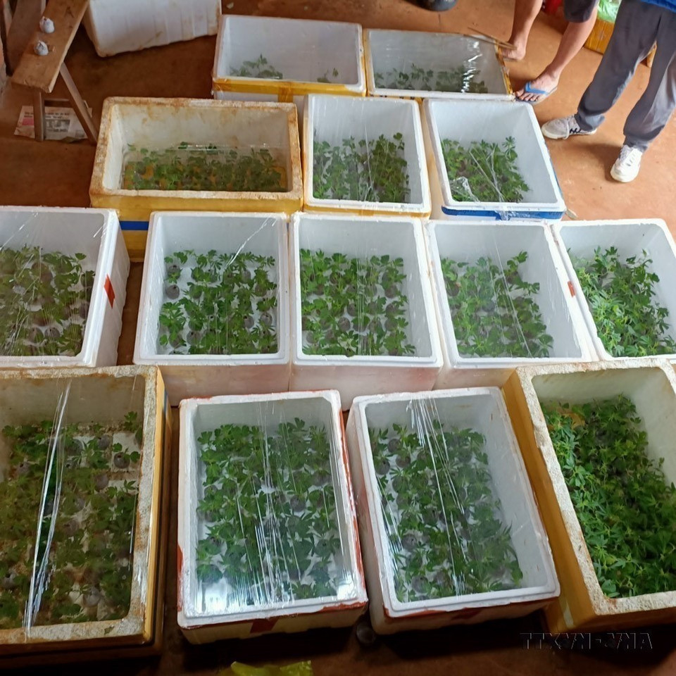 Dak Song District police, in coordination with Dak Mol Commune police, catch a suspect illegally cultivating more than 3,000 cannabis plants on farmland in Ha Nam Ninh Hamlet, Dak Mol Commune (Dak Nong). (Photo: published by VNA)