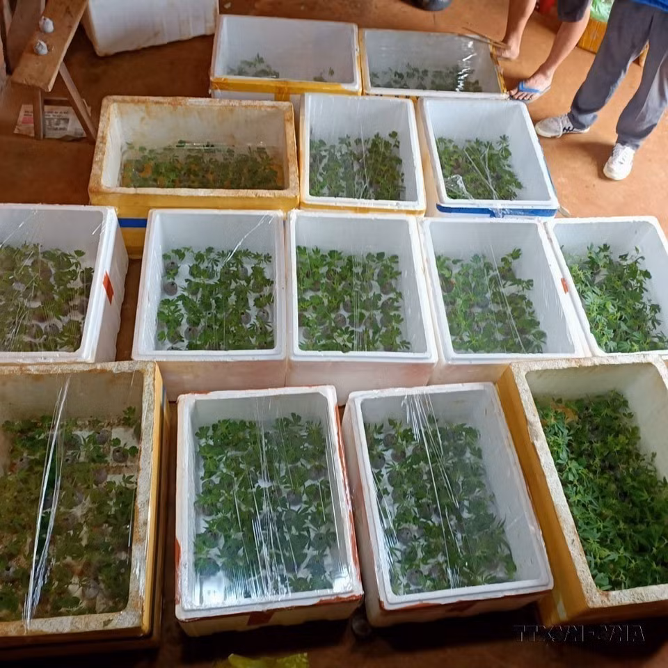 Dak Song District police, in coordination with Dak Mol Commune police, catch a suspect illegally cultivating more than 3,000 cannabis plants on farmland in Ha Nam Ninh Hamlet, Dak Mol Commune (Dak Nong). (Photo: published by VNA)
