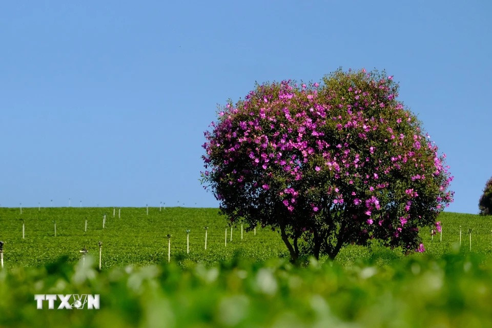 The Thai variety of purple melastoma flowers can bloom for up to a month, making them ideal for weekend visits. (Photo: VNA)