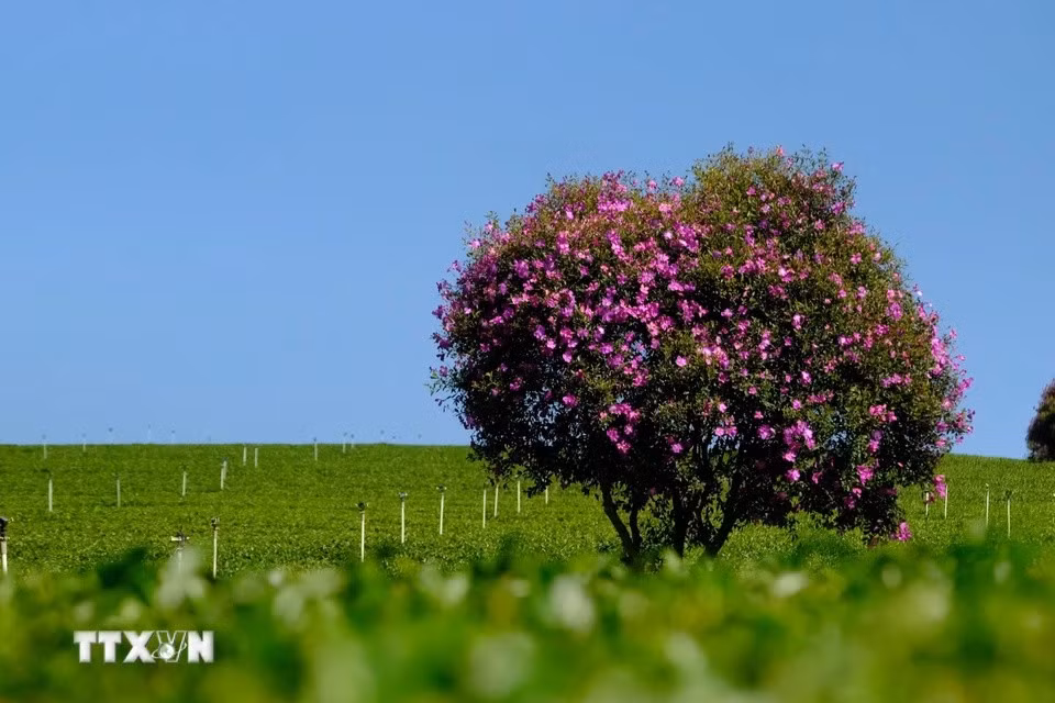 The Thai variety of purple melastoma flowers can bloom for up to a month, making them ideal for weekend visits. (Photo: VNA)