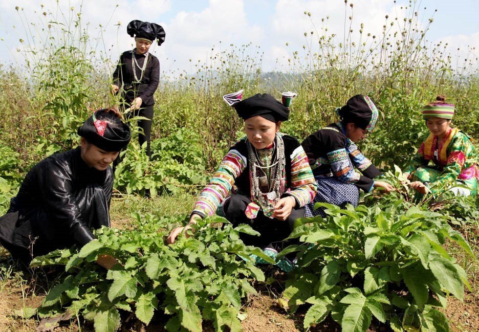 Medicinal plants are carefully cultivated in the northern mountainous province of Ha Giang. (Photo: VNA)