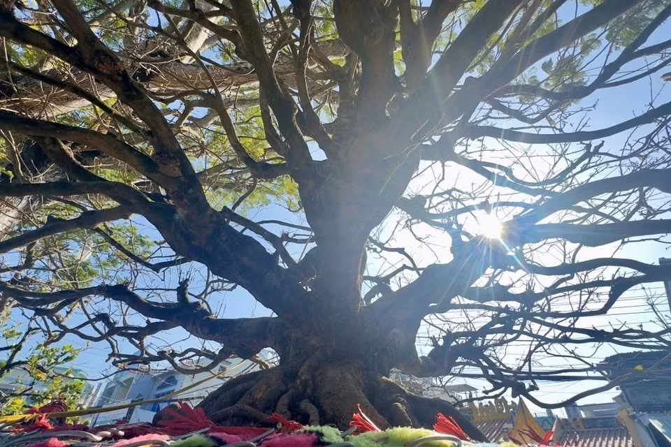 The apricot tree named ‘The Old Guy,’ which belongs to Mr. Nguyen Thanh Toan, is admired for its exceptionally natural beauty, with a well-proportioned base and trunk. (Photo: VNA)