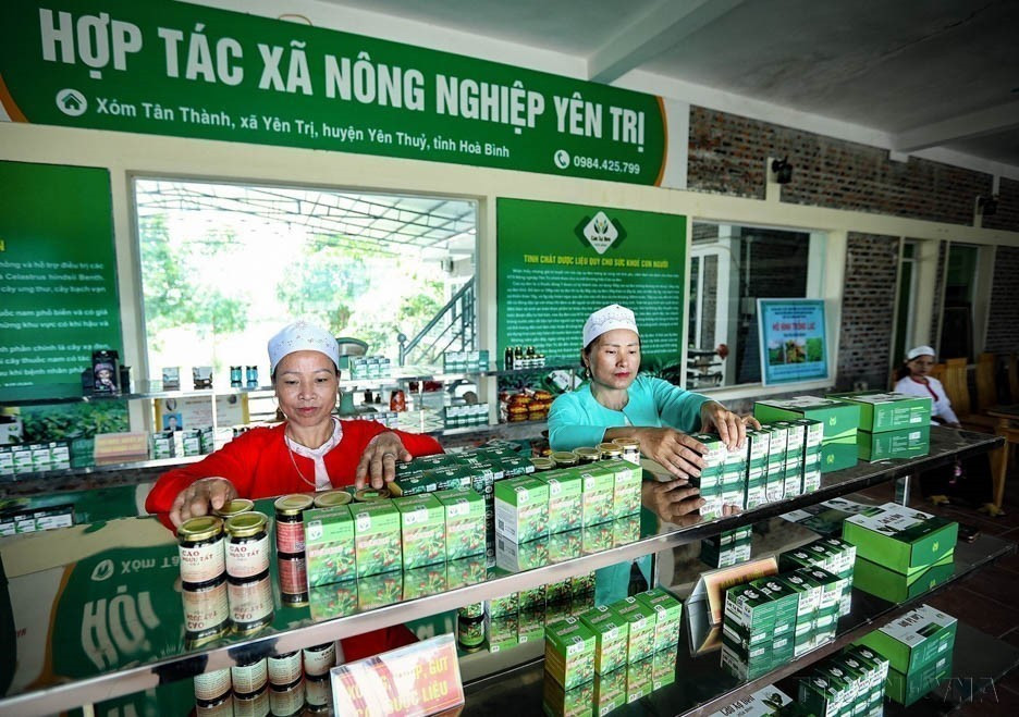 The Yen Tri Agricultural Cooperative in Yen Thuy, Hoa Binh, has invested in modern production lines, creating high-quality herbal extracts. (Photo: VNA)