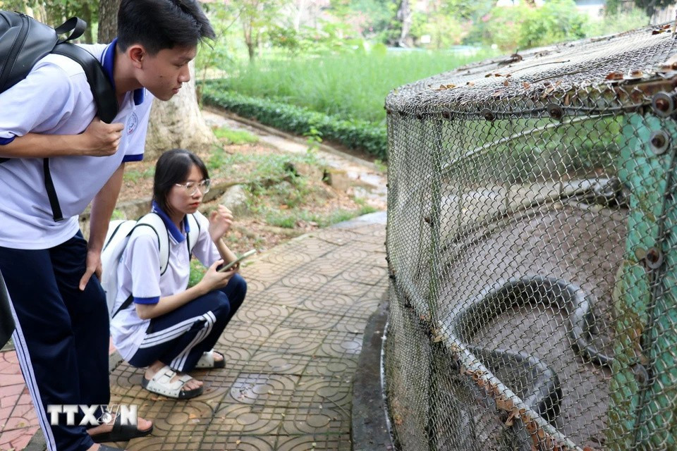 King cobras and monocled cobras, two rare and endangered snake species, are bred and conserved at Dong Tam Snake Farm. (Photo: VNA)