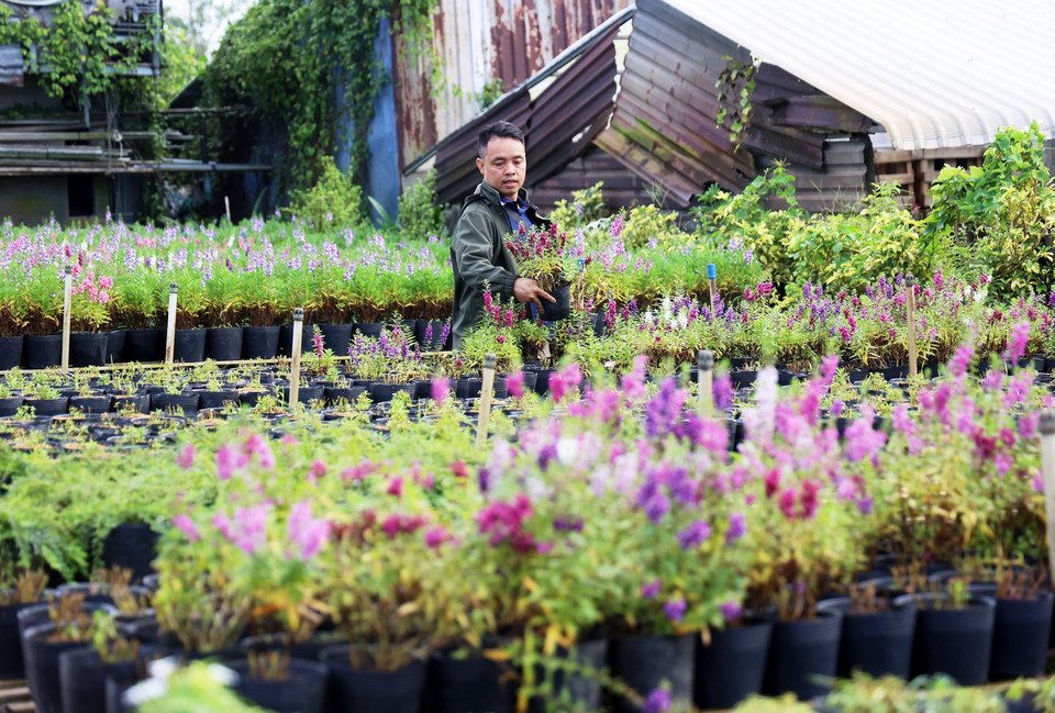 A florist from Can Tho City selects ornamental flowers to sell during the Lunar New Year 2025. (Photo: VNA)