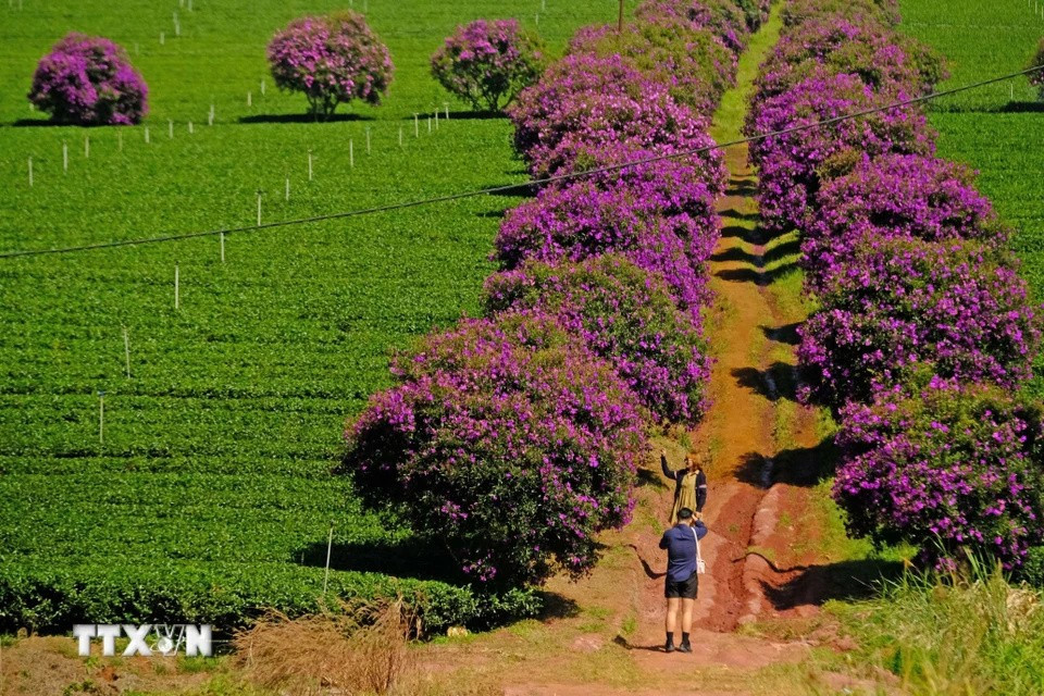 The striking purple hues of melastoma flowers at the tea plantations attract many young visitors for photos and check-ins. (Photo: VNA)