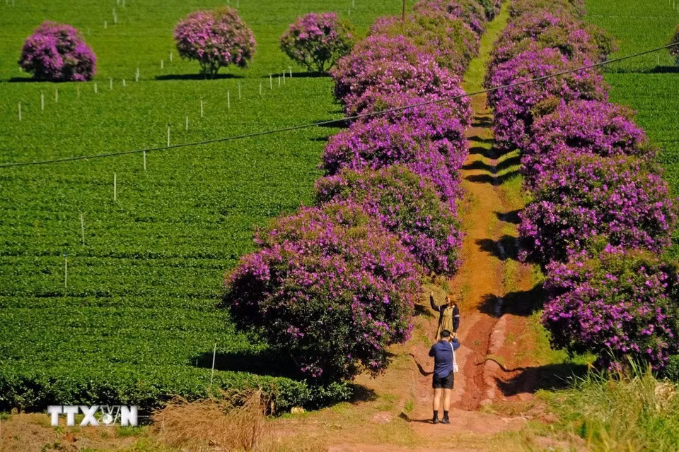 The striking purple hues of melastoma flowers at the tea plantations attract many young visitors for photos and check-ins. (Photo: VNA)