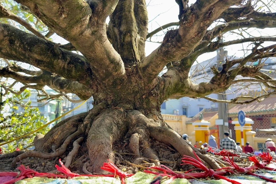 The 60-year-old apricot tree ‘The Old Guy’ has a trunk diameter of up to 2.5 meters. (Photo: VNA)