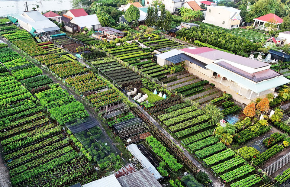 Ornamental flower gardens in Sa Dec Flower Village one month before the Tet holiday. (Photo: VNA)