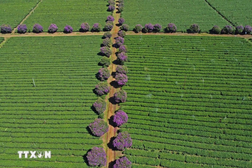 Rows of Thai melastoma flowers are planted along pathways between the tea hills. (Photo: VNA)