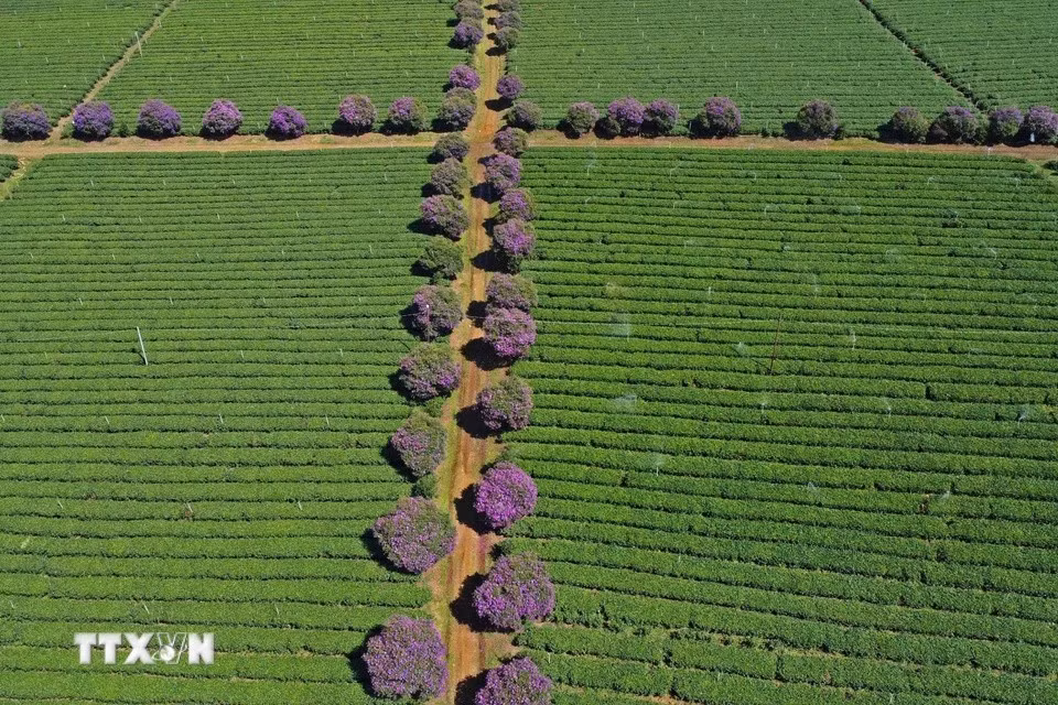 Rows of Thai melastoma flowers are planted along pathways between the tea hills. (Photo: VNA)