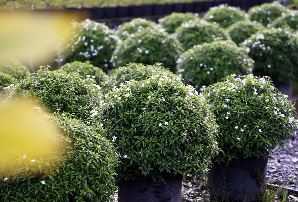 Pots of pinwheel flowers begin to bloom with white blossoms, ready for the Lunar New Year 2025. (Photo: VNA)