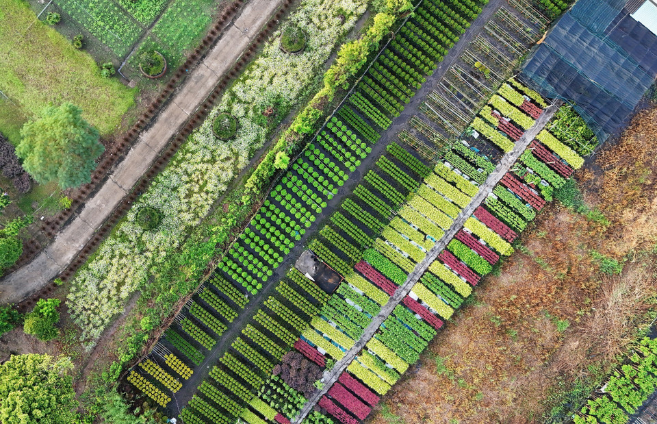 A bird’s eye view of Sa Dec Flower Village reveals a colorful floral carpet. (Photo: VNA)