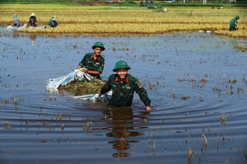 Soldiers help local residents harvest rice submerged by floodwaters. (Photo: VNA)
