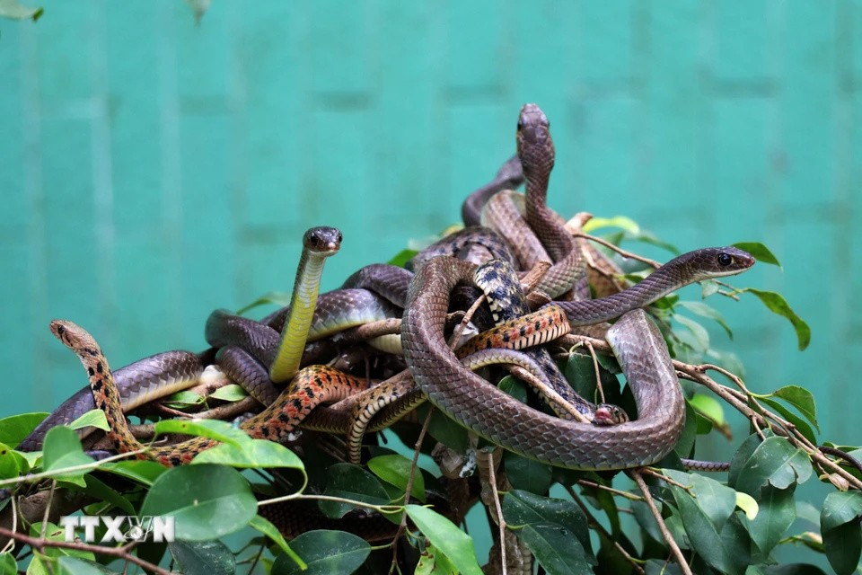 The semi-natural snake breeding area at Dong Tam Snake Farm. (Photo: VNA)