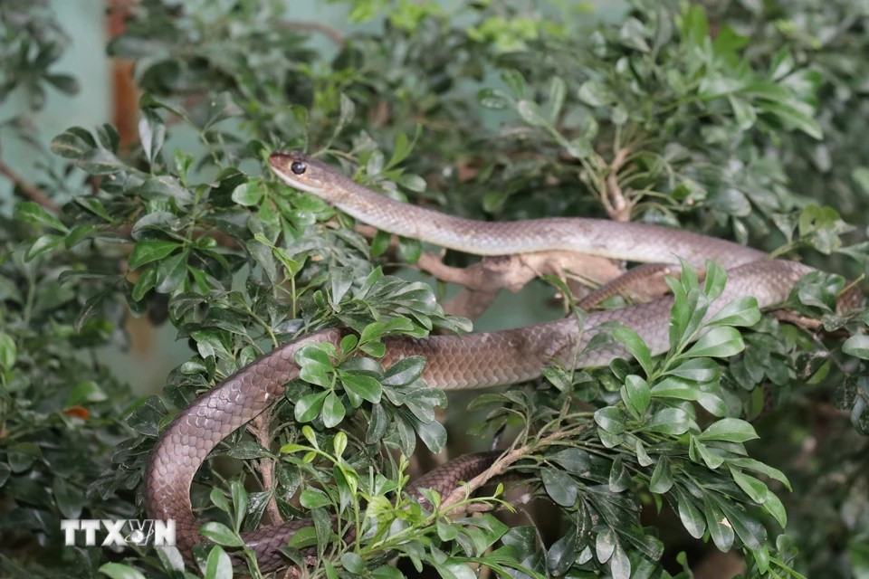 Non-venomous snakes are raised as food for king cobras at Dong Tam Snake Farm. (Photo: VNA)