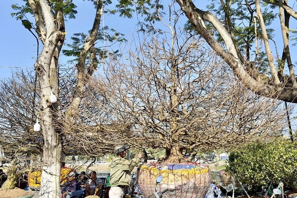 ‘The Old Guy,’ aged 60, is priced at nearly 220,000 USD at Long Xuyen Flower Market, Long Xuyen city, An Giang province. (Photo: VNA)