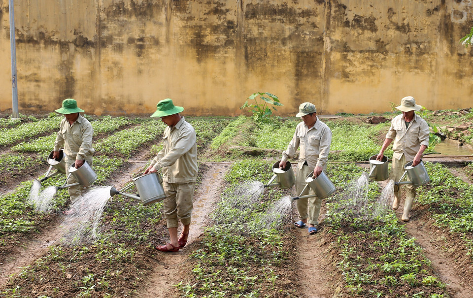 Residents at Drug Rehabilitation Centre No. 1 in Lao Cai grow vegetables to supplement daily meals. (Photo: Quoc Khanh – VNA)