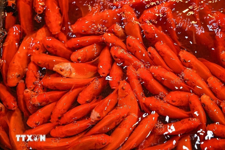 Bright red carp, a staple for the Kitchen Gods’ Festival celebration. (Photo: VNA)