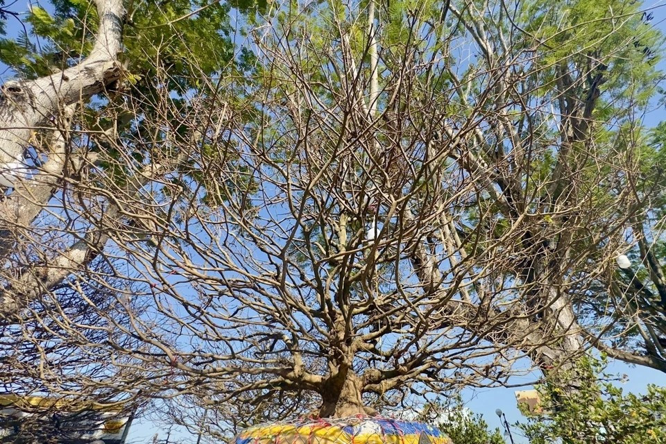This apricot tree is priced at nearly 220,000 USD. (Photo: VNA)