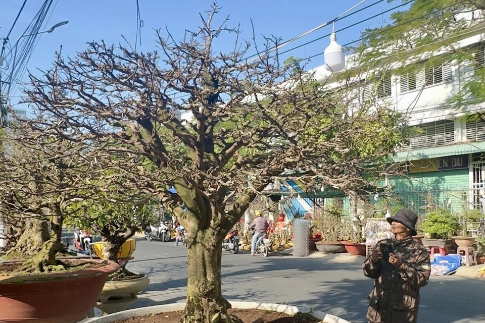 Smaller yet striking apricot trees are available, including one priced at some 4,700 USD. (Photo: VNA)