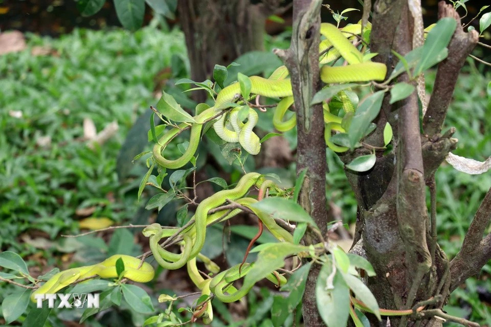 Green pit vipers are raised in a semi-natural environment at Dong Tam Snake Farm. (Photo: Huu Chi/VNA)