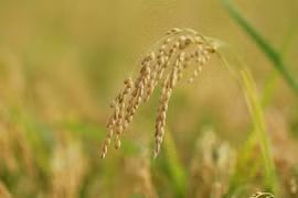 Vietnam expected to export over 7.5 million tonnes of rice in 2025