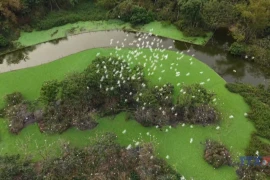 Thung Nham Bird Park – A natural sanctuary within a world heritage site