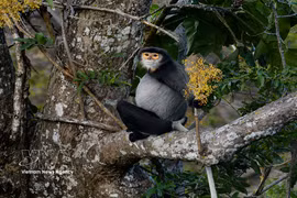 Black-shanked doucs conserved on Tay Ninh's Ba Den Mountain
