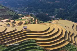 Mu Cang Chai's terraced fields shimmer in water-pouring season