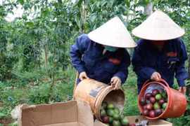 Agriculture Minister: No room for complacency despite exports surpassing 21 billion USD