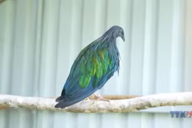 Con Dao National Park receives five rare Nicobar pigeons