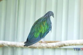 Con Dao National Park receives five rare Nicobar pigeons